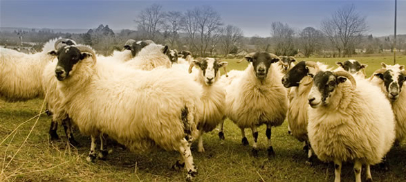 sheep